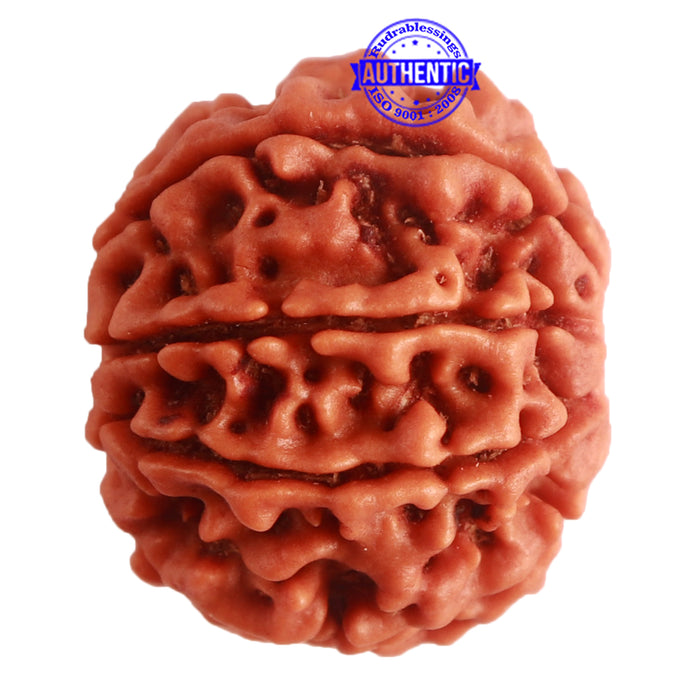 8 Mukhi Nepalese Rudraksha - Bead No. 281