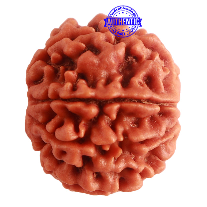 8 Mukhi Nepalese Rudraksha - Bead No. 281