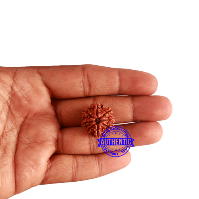 8 Mukhi Nepalese Rudraksha - Bead No. 282