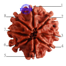 Load image into Gallery viewer, 8 Mukhi Nepalese Rudraksha - Bead No. 282
