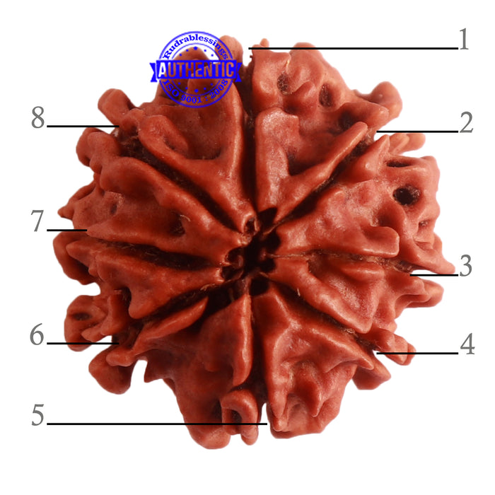 8 Mukhi Nepalese Rudraksha - Bead No. 282