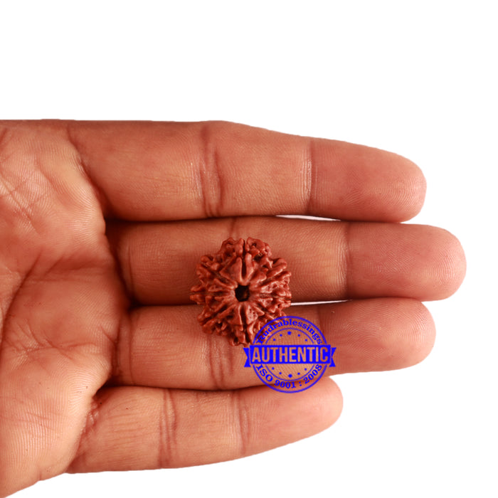 8 Mukhi Nepalese Rudraksha - Bead No. 283