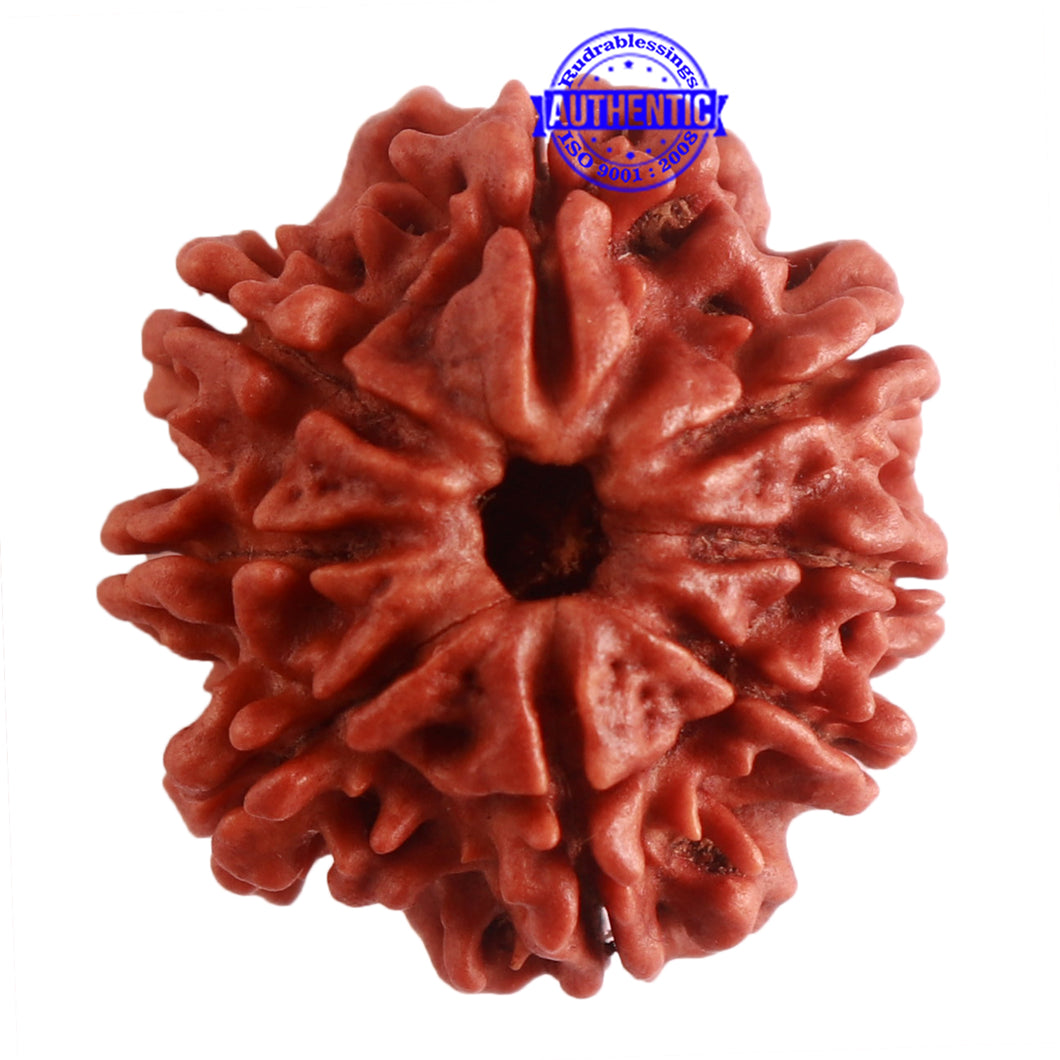 8 Mukhi Nepalese Rudraksha - Bead No. 283