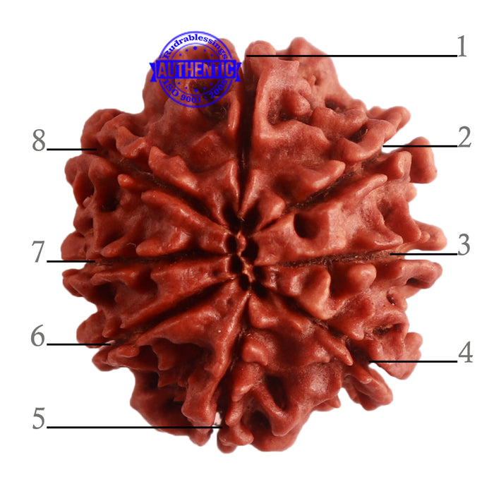 8 Mukhi Nepalese Rudraksha - Bead No. 283