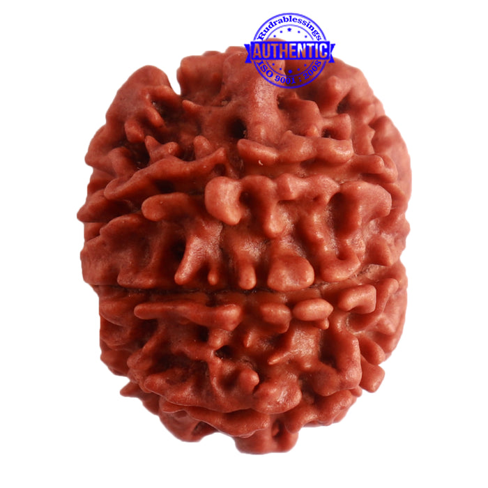 8 Mukhi Nepalese Rudraksha - Bead No. 283
