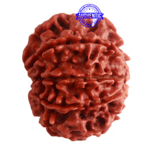 Load image into Gallery viewer, 8 Mukhi Nepalese Rudraksha - Bead No. 283
