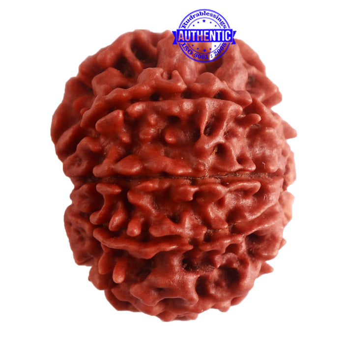 8 Mukhi Nepalese Rudraksha - Bead No. 283