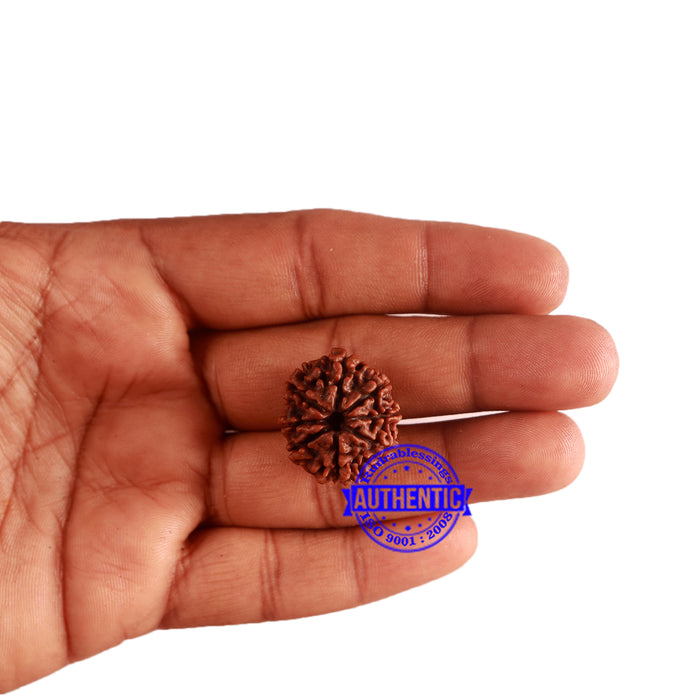 8 Mukhi Nepalese Rudraksha - Bead No. 284