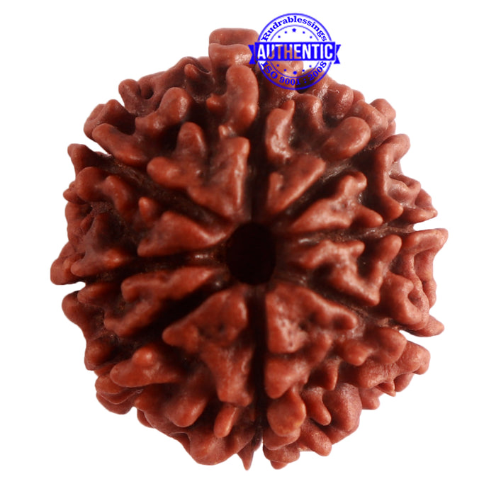 8 Mukhi Nepalese Rudraksha - Bead No. 284