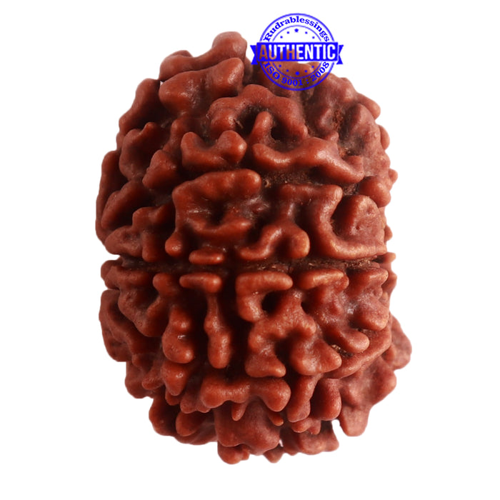 8 Mukhi Nepalese Rudraksha - Bead No. 284