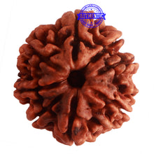 Load image into Gallery viewer, 8 Mukhi Nepalese Rudraksha - Bead No. 285
