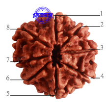 Load image into Gallery viewer, 8 Mukhi Nepalese Rudraksha - Bead No. 285
