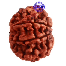 Load image into Gallery viewer, 8 Mukhi Nepalese Rudraksha - Bead No. 285
