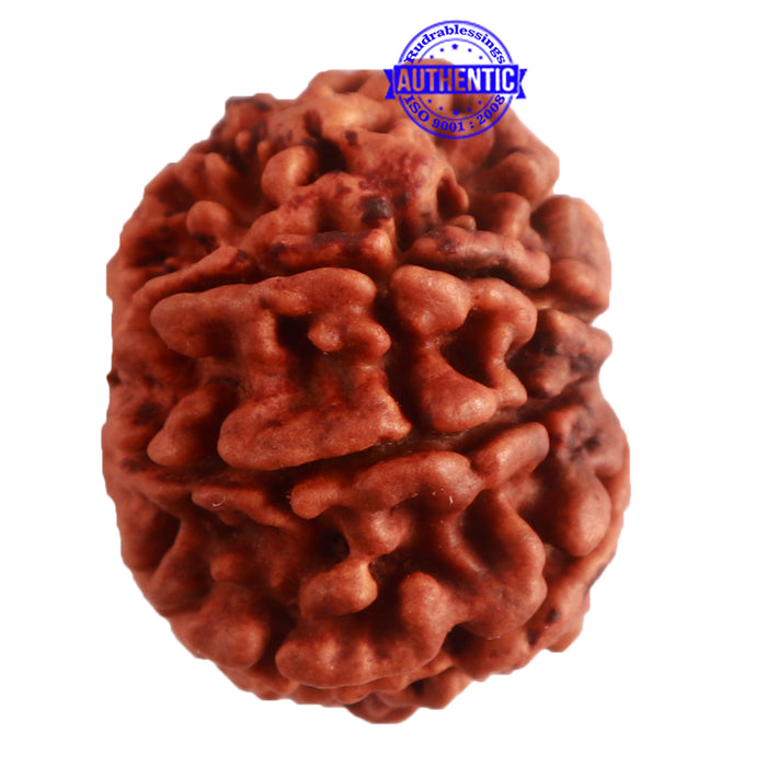 8 Mukhi Nepalese Rudraksha - Bead No. 285