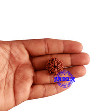 Load image into Gallery viewer, 8 Mukhi Nepalese Rudraksha - Bead No. 286
