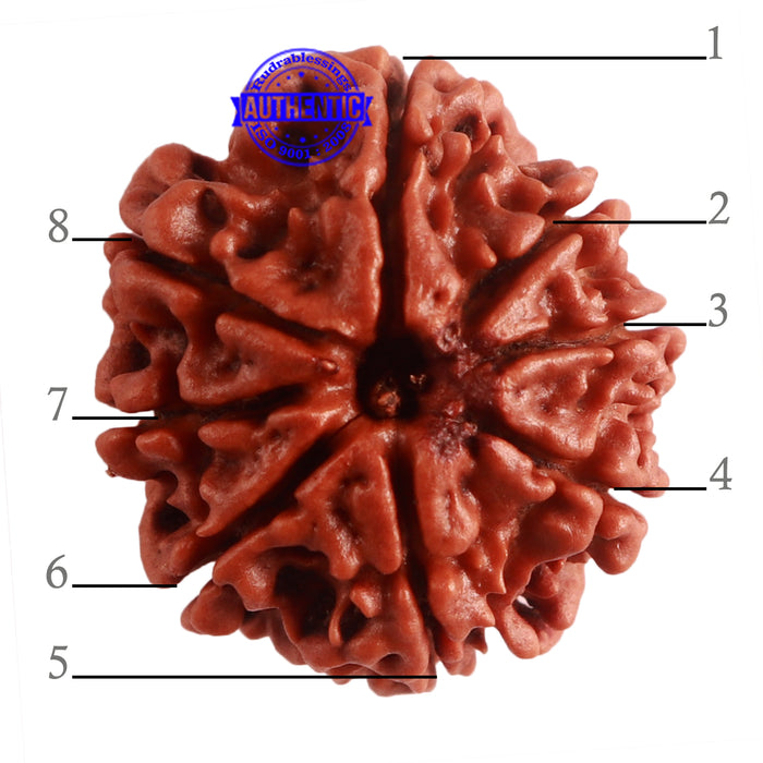 8 Mukhi Nepalese Rudraksha - Bead No. 286