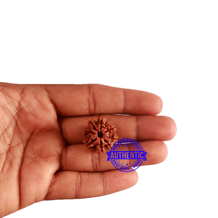 8 Mukhi Nepalese Rudraksha - Bead No. 287