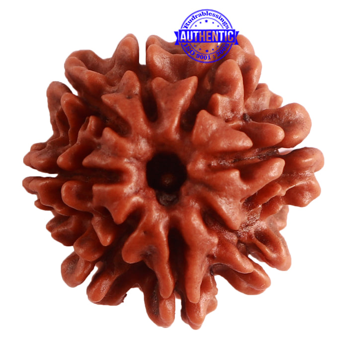 8 Mukhi Nepalese Rudraksha - Bead No. 287