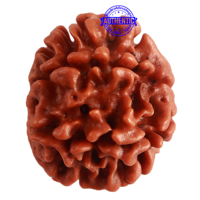 8 Mukhi Nepalese Rudraksha - Bead No. 287