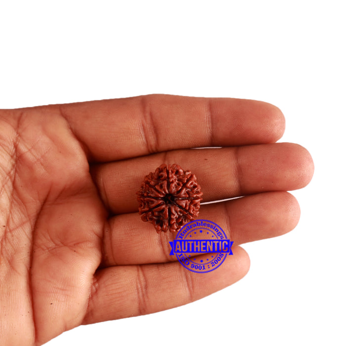 8 Mukhi Nepalese Rudraksha - Bead No. 288