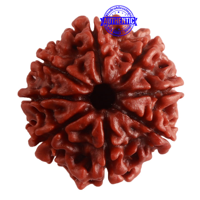 8 Mukhi Nepalese Rudraksha - Bead No. 288