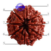Load image into Gallery viewer, 8 Mukhi Nepalese Rudraksha - Bead No. 288
