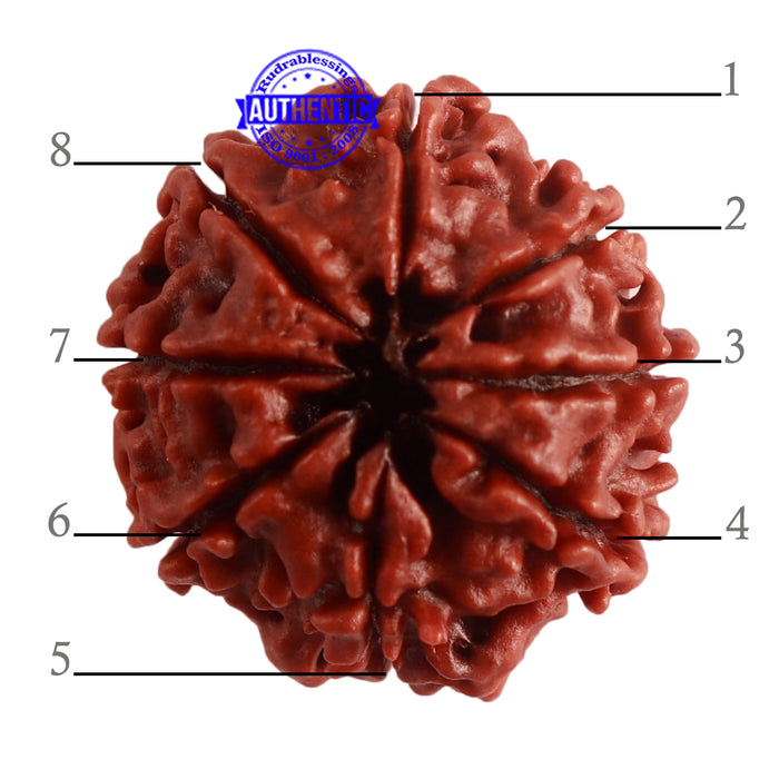 8 Mukhi Nepalese Rudraksha - Bead No. 288