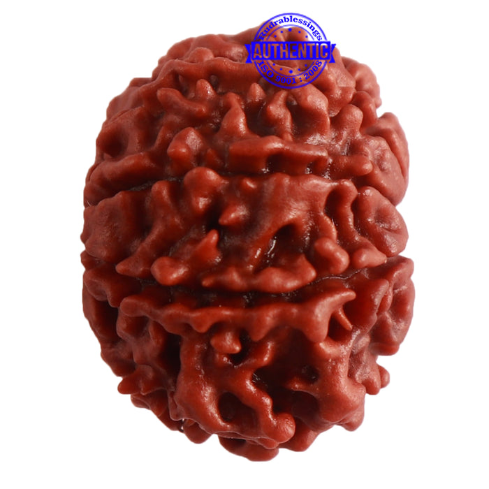 8 Mukhi Nepalese Rudraksha - Bead No. 288