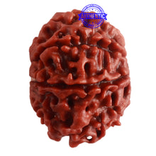 Load image into Gallery viewer, 8 Mukhi Nepalese Rudraksha - Bead No. 288
