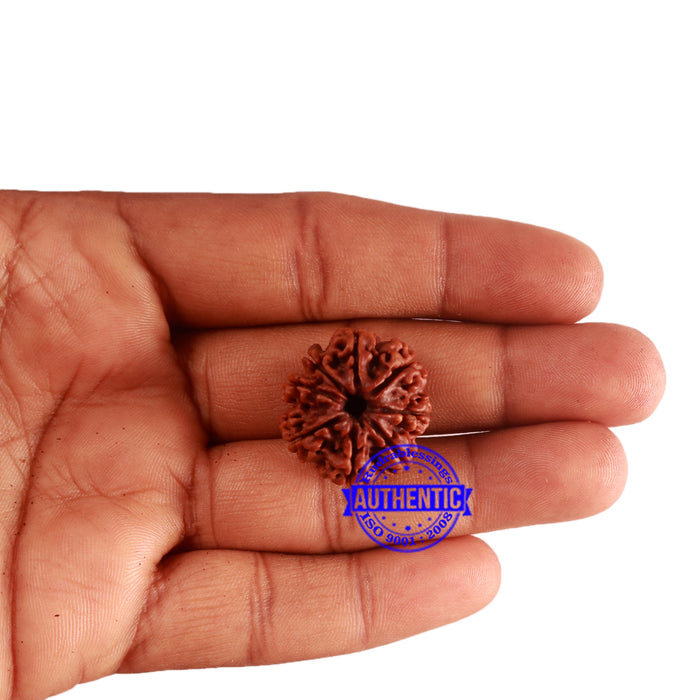 8 Mukhi Nepalese Rudraksha - Bead No. 289