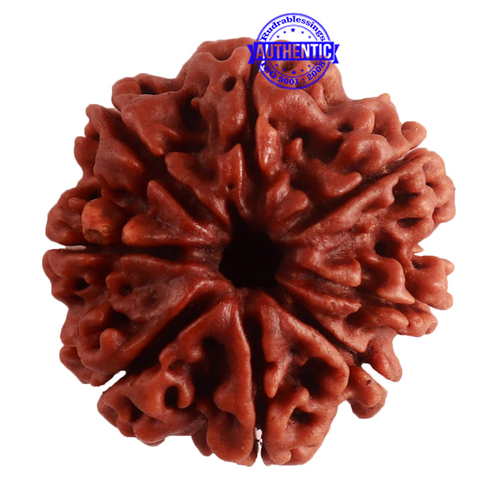 8 Mukhi Nepalese Rudraksha - Bead No. 289