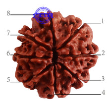 Load image into Gallery viewer, 8 Mukhi Nepalese Rudraksha - Bead No. 289
