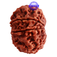 Load image into Gallery viewer, 8 Mukhi Nepalese Rudraksha - Bead No. 289
