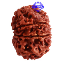 Load image into Gallery viewer, 8 Mukhi Nepalese Rudraksha - Bead No. 289
