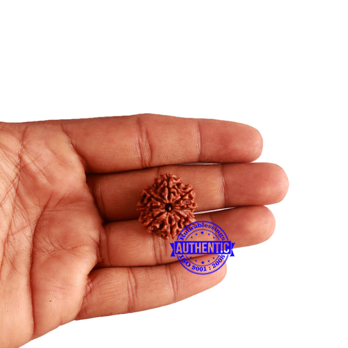 8 Mukhi Nepalese Rudraksha - Bead No. 290