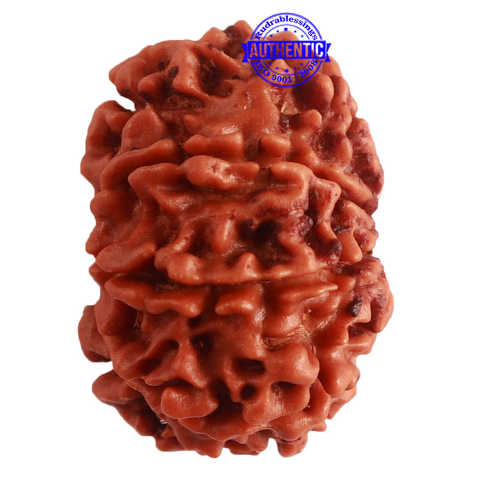 8 Mukhi Nepalese Rudraksha - Bead No. 290