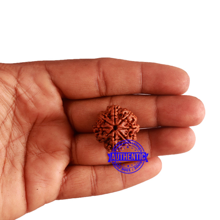 8 Mukhi Nepalese Rudraksha - Bead No. 291
