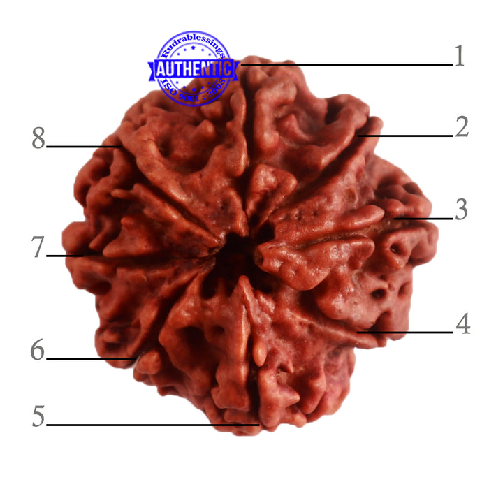 8 Mukhi Nepalese Rudraksha - Bead No. 291