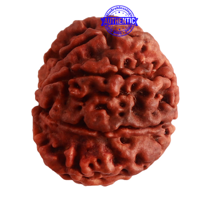 8 Mukhi Nepalese Rudraksha - Bead No. 291
