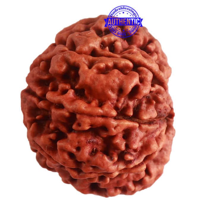 8 Mukhi Nepalese Rudraksha - Bead No. 291
