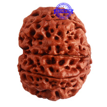 Load image into Gallery viewer, 8 Mukhi Nepalese Rudraksha - Bead No. 292
