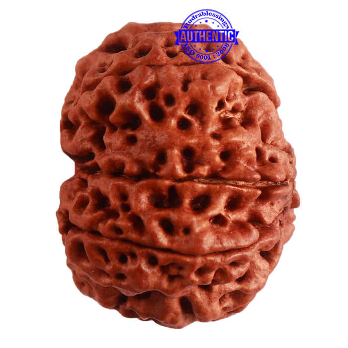 8 Mukhi Nepalese Rudraksha - Bead No. 292