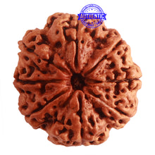 Load image into Gallery viewer, 8 Mukhi Nepalese Rudraksha - Bead No. 293
