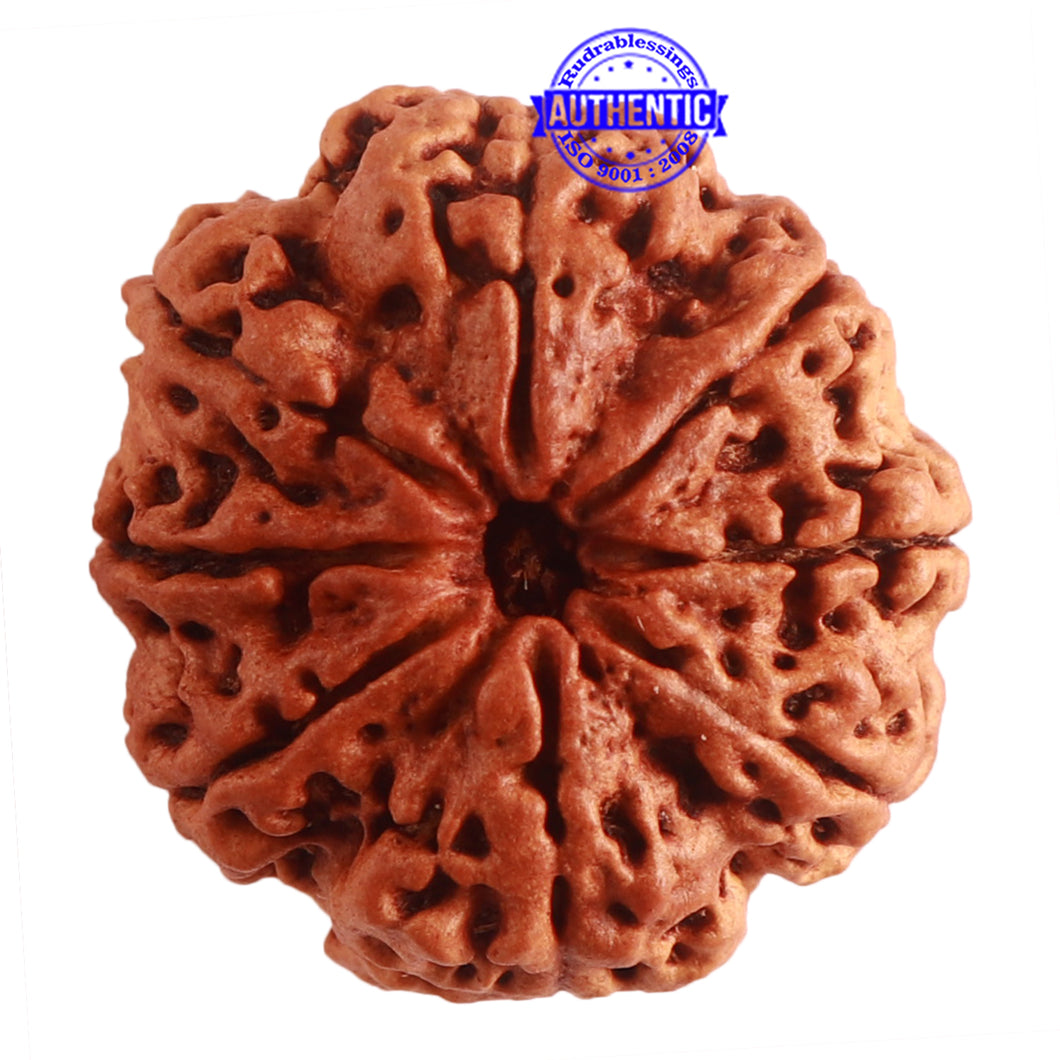 8 Mukhi Nepalese Rudraksha - Bead No. 293
