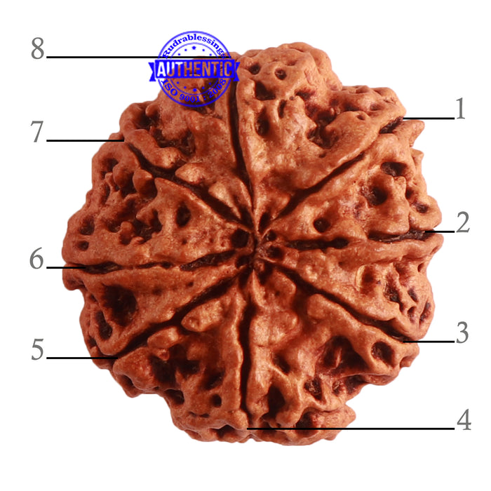 8 Mukhi Nepalese Rudraksha - Bead No. 293