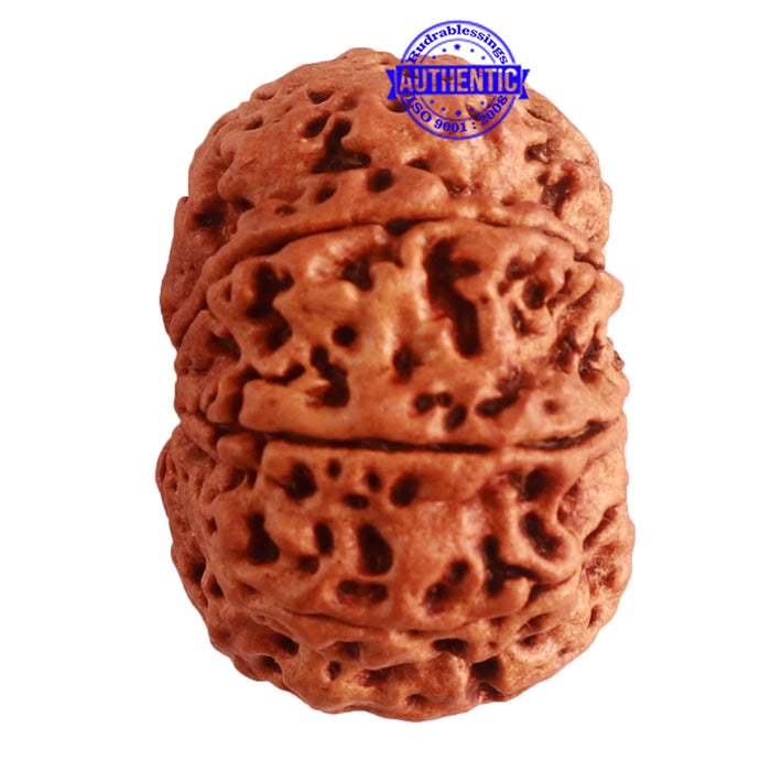 8 Mukhi Nepalese Rudraksha - Bead No. 293