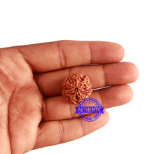 Load image into Gallery viewer, 8 Mukhi Nepalese Ganesha Rudraksha - Bead No. 294
