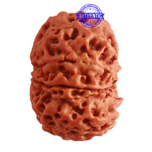 Load image into Gallery viewer, 8 Mukhi Nepalese Ganesha Rudraksha - Bead No. 294

