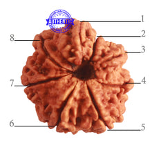 Load image into Gallery viewer, 8 Mukhi Nepalese Double Ganesha Rudraksha - Bead No. 296
