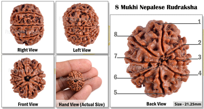 8 Mukhi Nepalese Rudraksha - Bead No. 3
